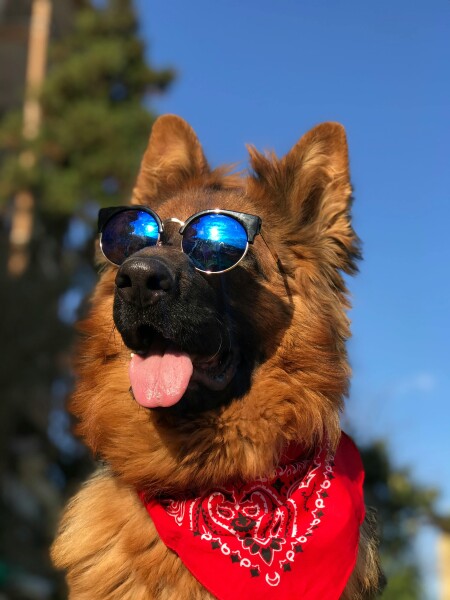 dog with bandana and shades , ready for canine travel