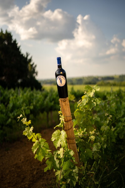 bordeaux wine french blue in france vineyards