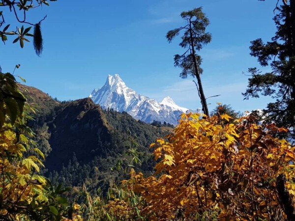 autumn on the poon hill trek, blue sky and colorful leaves