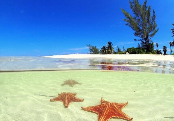 Underwater starfish 